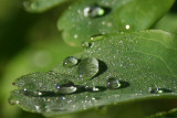 Drops