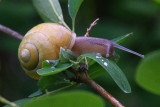 slug