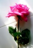Jan. 7 - missing you