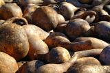 gourds