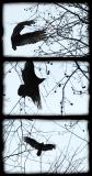 Jan. 16 - flight