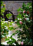 camellias and the wheel