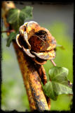Mar. 11 - rusted rose