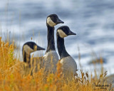 Canadian Geese Lookouts