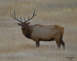 Bull Elk #5