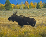 Bull Moose #2