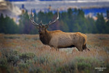 Bull Elk #6
