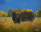 Bull Moose fall 2008