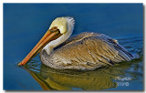 Brown Pelican (Pelecanus occidentalis) Male