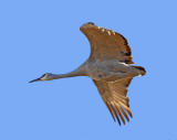 Sandhill Crane (Grus canadensis)