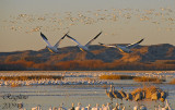 Snow Geese (Chen caerulescens)  white morphs