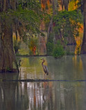 Great Blue Heron (Ardea herodius)