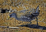 Sora (Porzana carolina)