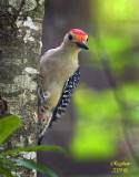 Red-bellied Woodpecker (Melanerpes carolinus)