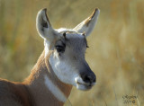 Young Buck antelope