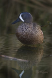 Blue-winged teal (Anas discors) male