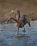 Reddish Egret  (Egretta rufescens)