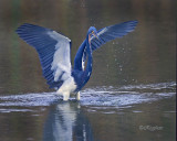 Tricolored Heron (Egretta tricolor