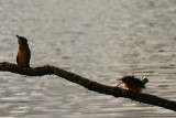 Kingfisher -  Alcedo atthis - ijsvogel