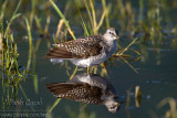 Wood Sandpiper (Tringa glareola)