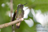 Buff Tailed Coronet