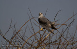Black-shouldered Kite