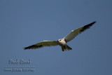 Black-shouldered Kite