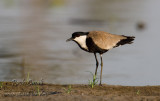 Spur-winged Plover