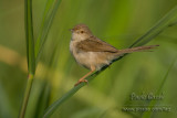 Graceful Prinia