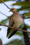 Turtle Dove