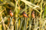 Barn Swallow (ssp.Savignii)