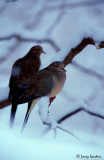 Morning-Doves-100SW.jpg