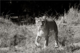 Lioness, Oakland Zoo