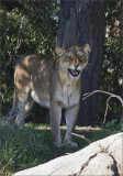 Lioness, Oakland Zoo