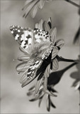 Painted Lady in BW II