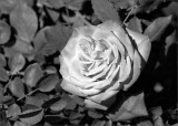 A Red Rose