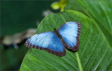 Blue & Green