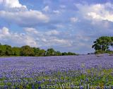 Hillside Blue