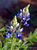 First Bluebonnets of 2006