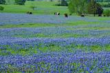 Cows in Bluebonnet Valley