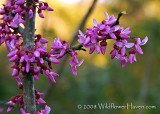 Texas Redbud