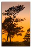 5.10.06  Sunset Pine