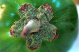 Garden Egg