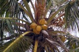 Lekki Beach Coconut Tree