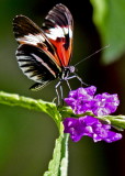 Butterfly World  ,,,,,,,    Coconut Creek  Florida