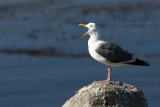 Pacific Grove_20.jpg