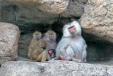 The Baboon Family