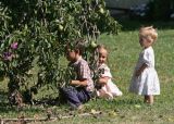 Picking Pears