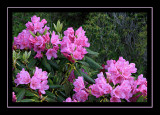 Rhododendron