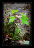 Local flora